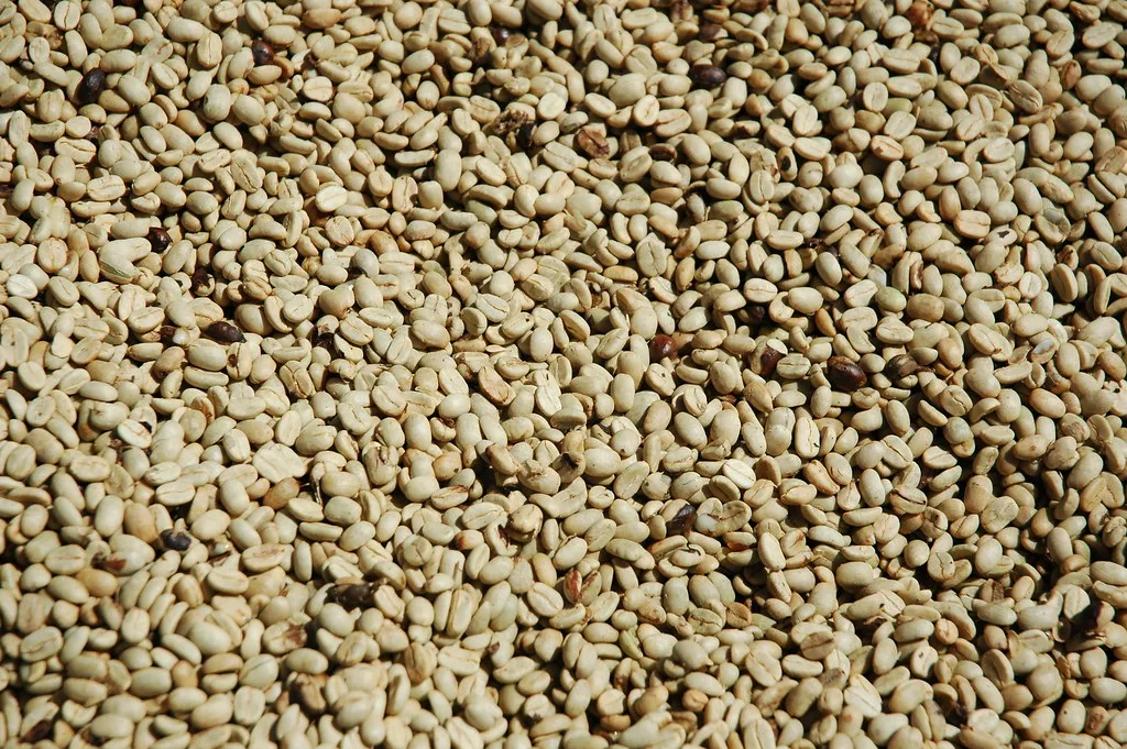 Green coffee beans spread out to dry