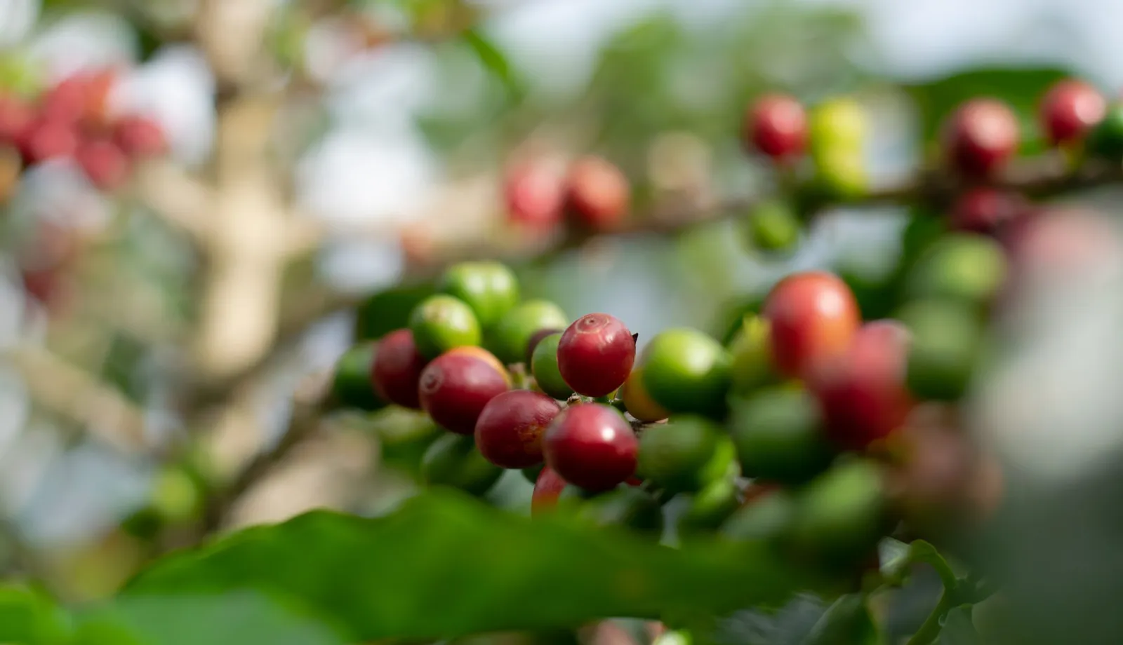 Ripe red and unripe green coffee cherries on a shaded branch