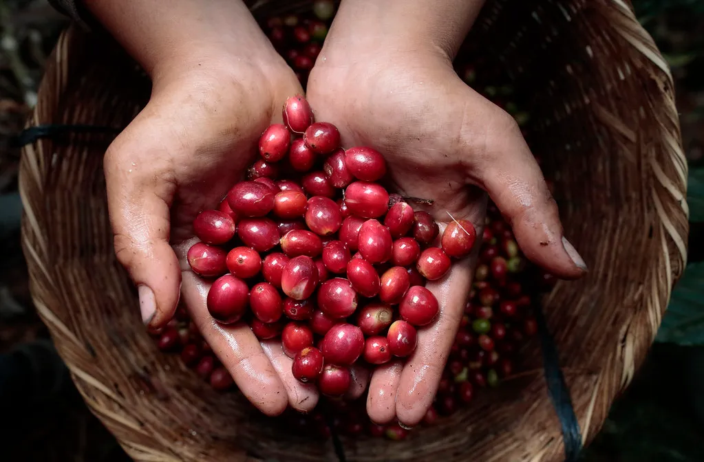 Cupped hands holding freshly picked red coffee cherries over a woven basket